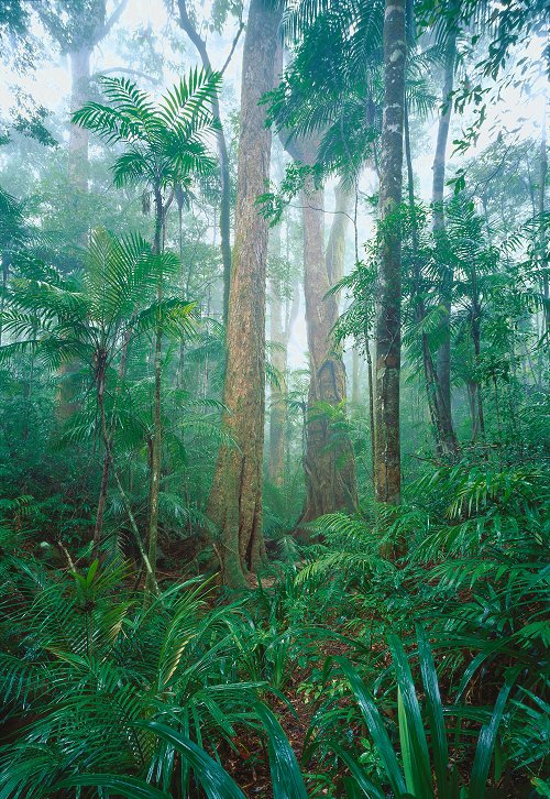 Rainforest Harmony