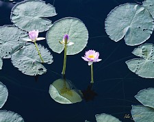 Waterlily Pond