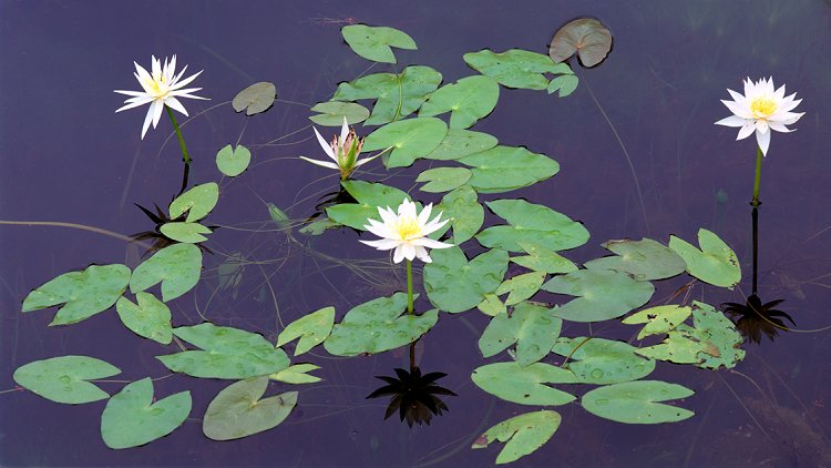 Lily Reflections